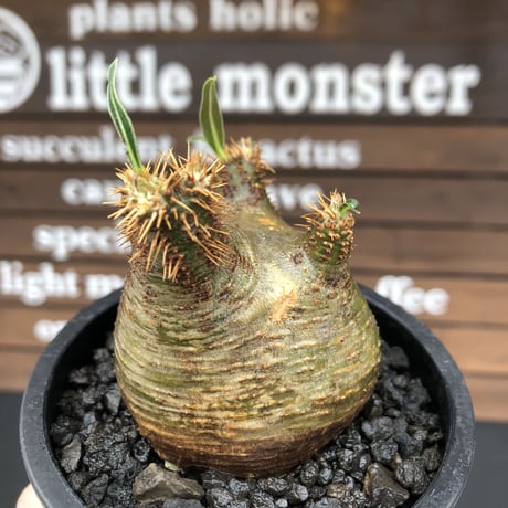 pachypodium gracilius《大きめS size》希少‼︎green肌※現地球発根済株※店主国内管理2年株※weight低き捻くれぼってり樹形が堪らない※mad black pot植え