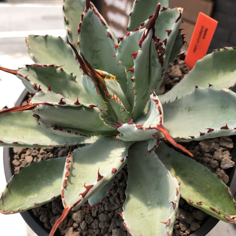 agave cubic《L size》※発根済株※店主国内管理3年株※背中の割れが特徴 ...