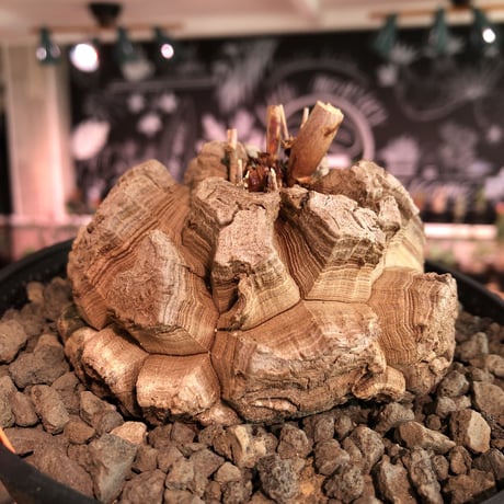 dioscorea elephantipes アフリカ亀甲竜《大きめM size》※今後輸入が厳しい南アフリカ物‼︎現地球らしい切れ目強き立体樹形の大きなwild亀さん※浅鉢植え※冬型種※限定2株
