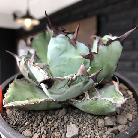 agave titanota black&blue 強棘《M size》選抜株※現地球株発根済※極めて纏まり締まり良き厳つさが堪らないワイルド株※mad black pot植え
