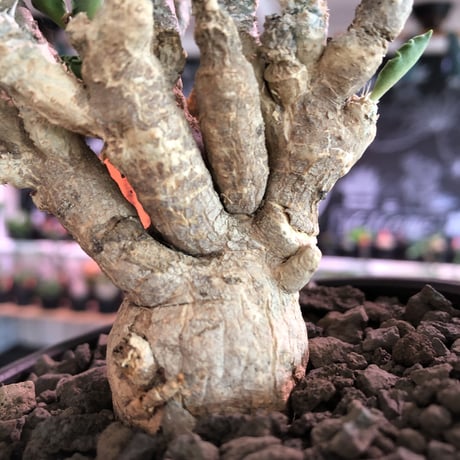 euphorbia tulearensis《L  size》※大変大きめの塊根を持つ希少性激高塊根ユーフォルビア‼︎太枝で全体balanceも良き将来有望株※mad black bowl pot植え