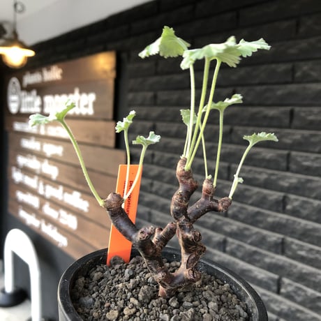pelargonium  mirabile《大きめS size》※現地球店主国内管理4年株※愛おしく堪らないと感じる冬型の人気者※mad black pot植え