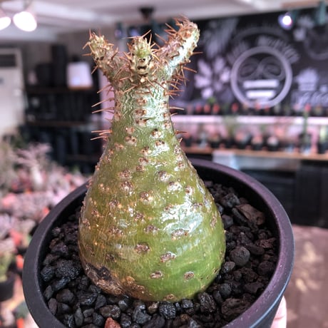 pachypodium gracilius《大きめS size》希少‼︎green肌※現地球発根済株※店主国内管理2年株※株元ぼってりな美肌＆良樹形グラキ※mad black pot植え