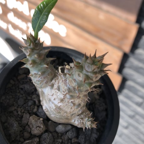 pachypodium windsorii《M size》※選抜littmon seed🌱※weight低き極ぼってり株元&枝振りも◎良樹形※mad black pot植え
