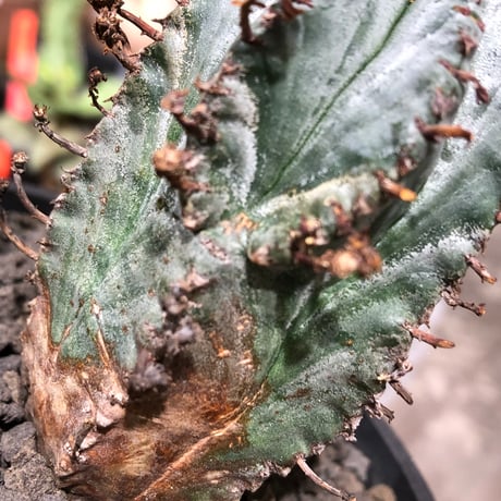 euphorbia horrida var.norveldensis《大きめS size》※現地球株発根済※激希少‼︎どっしり樹形にビンテージ感も強き渾身の一株‼︎※black bowl pot植え