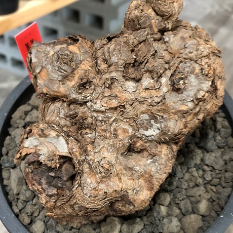 pelargonium  triste《XL size》※現地球株発根済※とびきり巨岩のトリステ‼︎更に丸みも強く伸びておらず良樹形な一株‼︎※black bowl pot植え