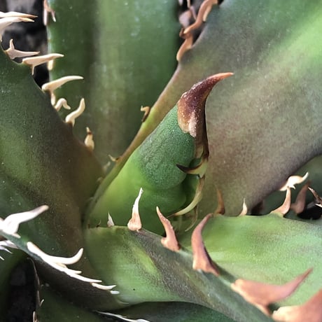 agave titanota redcatweezle 《小さめM size》※現地球発根後店主国内管理1年株※締まりも良くbalanceの取れた赤猫※mad black bowl pot植え