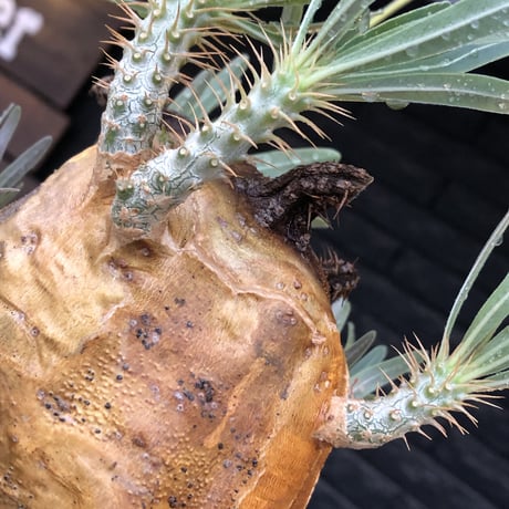 pachypodium gracilius《L size》※現地球株発根済（店主所有株）※360度現地焼け表皮&360度胴吹き枝を持つ唯一無二過ぎる渾身の一株※mad black bowl pot植え
