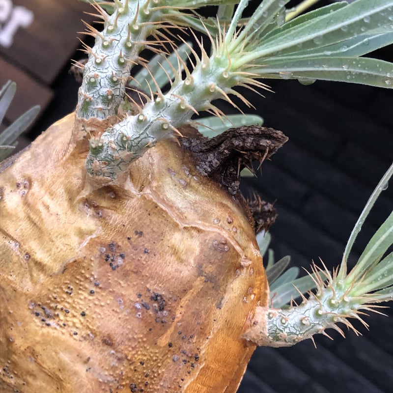 pachypodium gracilius《L size》※現地球株発根済（店主所有株）※36...