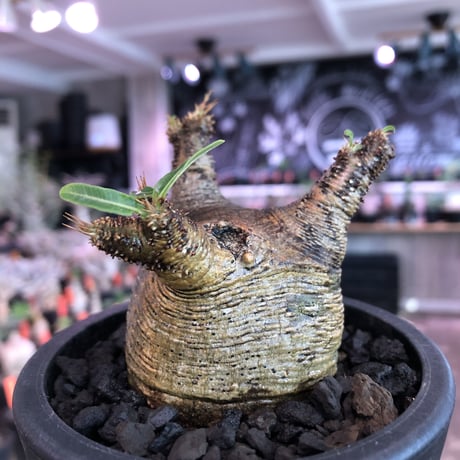 pachypodium  gracilius《大きめS size》※現地球発根済株※店主国内管理2年株※横筋強きwild肌質にぼってり短枝の樹形balance良き一株※mad black pot植え