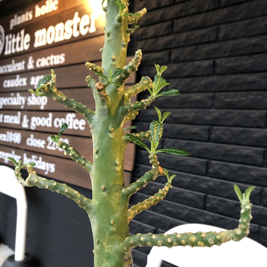 5ef1667e561e175d46e21661