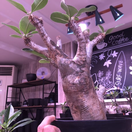packypodium   enigmaticum《L L size》（大きな二分頭株）W-he'd ※現地球発根済み株‼︎ 大変bigな肉肉しいエニグマ‼︎