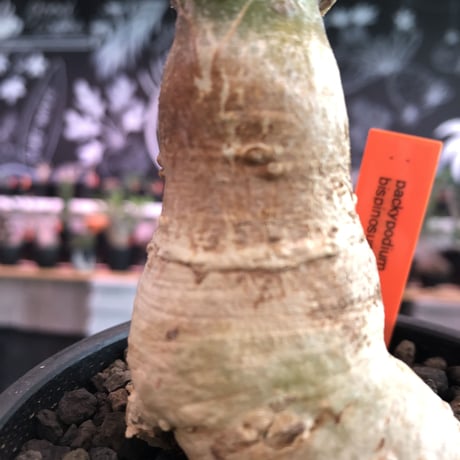 packypodium bispinosum 《大きめS size》※現地球発根済株‼︎※今後の成長が楽しみな特化した一味ある樹形のビスピ‼︎※mad black bowl pot植え