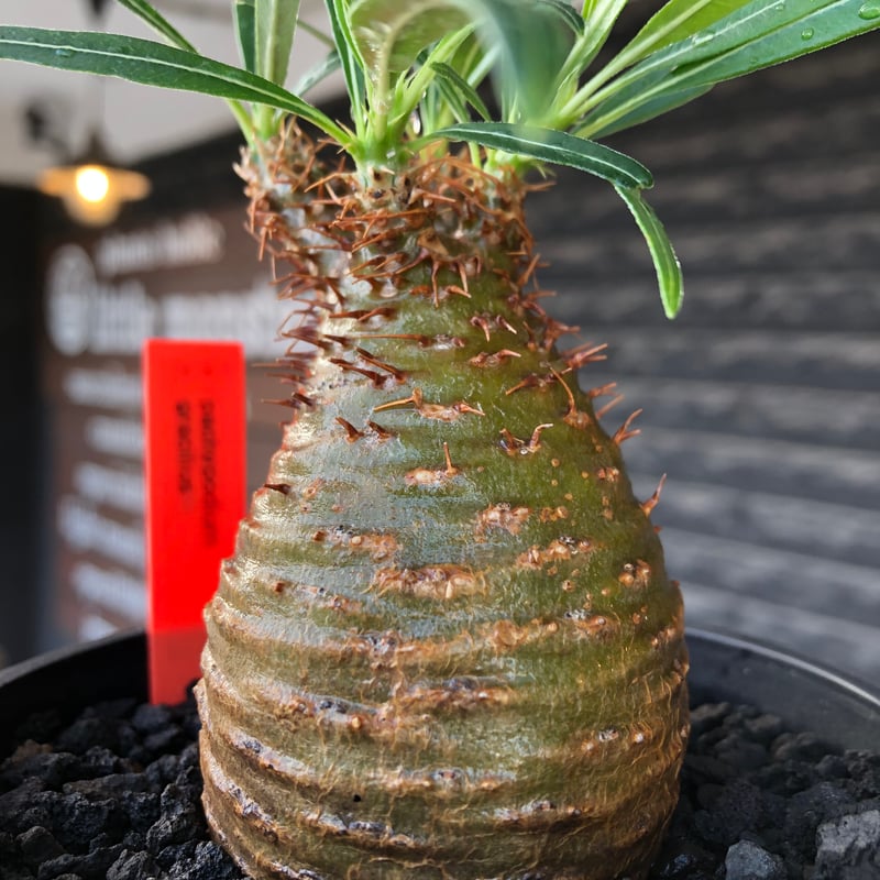 pachypodium gracilius《大きめS size》※現地球株発根済※可愛さだけで