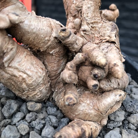 euphorbia itremensis《L size》※現地球株発根済②※大きめ且つバランスも良き激しい枝振りが堪らないイトレ※black pot植え