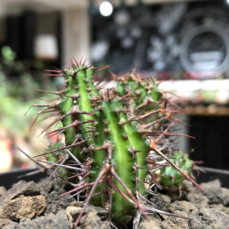 euphorbia golisana《M size》※現地球株発根済※木質化した極太主頭から伸びる良枝振りとコントラストが美しく厳つい棘々しさも堪らない‼︎※black bowl pot植え