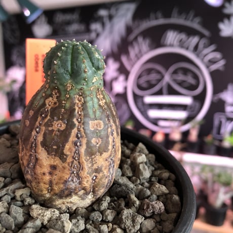 euphorbia  obesa《S  size》※現地球発根済株※小振りでも全身木質化したvintage感半端なきオベサ※mad black bowl pot植え