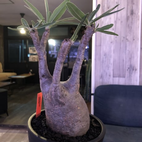 packypodium  gracilius《大きめ M size》※現地球株  発根済み株‼︎  （限定1株）ぼってり感と丁度良いサイズ感‼︎ ※mad black pot植え