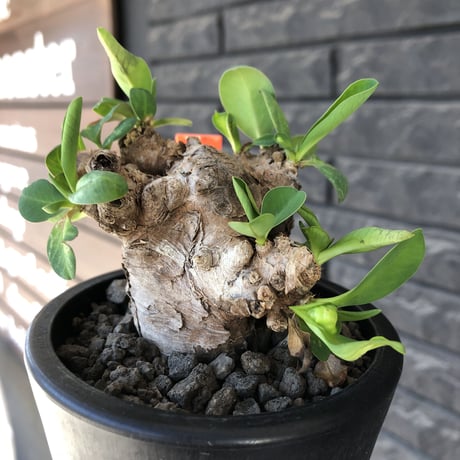 ユーフォルビアイトレメンシス | STORES