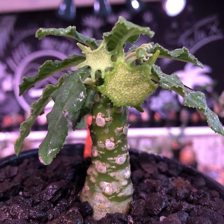 dorstenia   lavrani《M size》※幹幅太く、丈は短いぼってり樹形な希少ラブラニー‼︎※mad  black  bowl pot植え