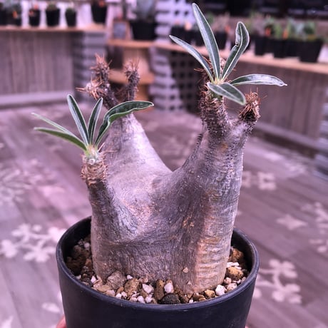 packypodium    cactipes《S size》⚠️未発根株