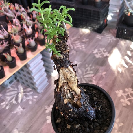 mestoklema  tuberosum《L size》※現地球発根済株※幹太め且つ激しいエグれがビンテージ感と味深さ感じる一株‼︎※mad black bowl pot植え
