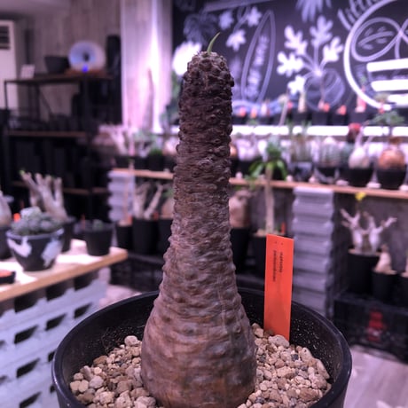 euphorbia   pachypodioides《M size 》※ボコボコ肌が特化し、葉の表がグリーンで葉裏と開花時の花が紫なのが更に魅力的で人気な一株‼︎