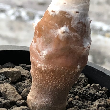 othonna cyclophylla《M size》※現地球株発根済※淡い冬型らしいカラーのギザギザ葉がかわいいシクロフィラ※black pot植え