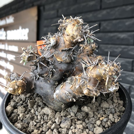 othonna  euphorbioides《L size》※現地球発根後店主国内管理4年株※weight低く低重心且つ枝振りも良き良樹形※mad black pot植え