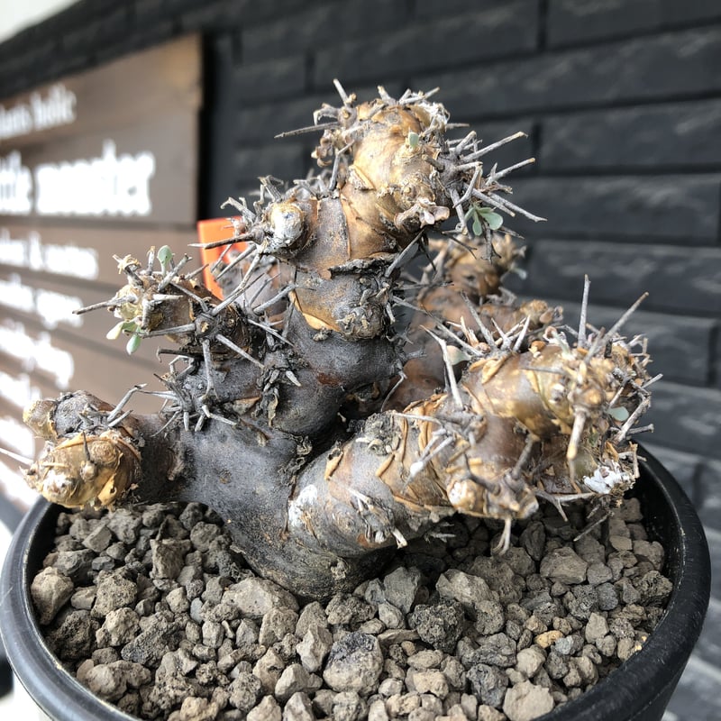 othonna euphorbioides《L size》※現地球発根後店主国内管理4年株※