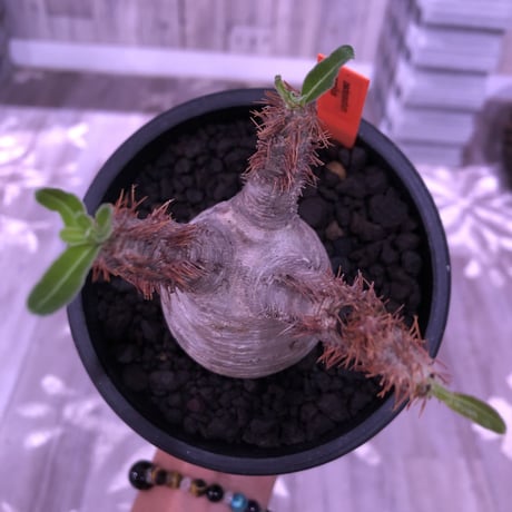 packypodium  gracilius 白肌 《M size》現地球  発根済み株   mad black pot植え（限定①株）