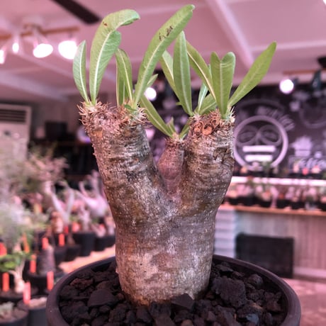 packypodium  inopinatum《大きめS  size》※現地球発根済株※繊細な葉を持つ希少高きかわいいイノピ※mad black bowl pot植え