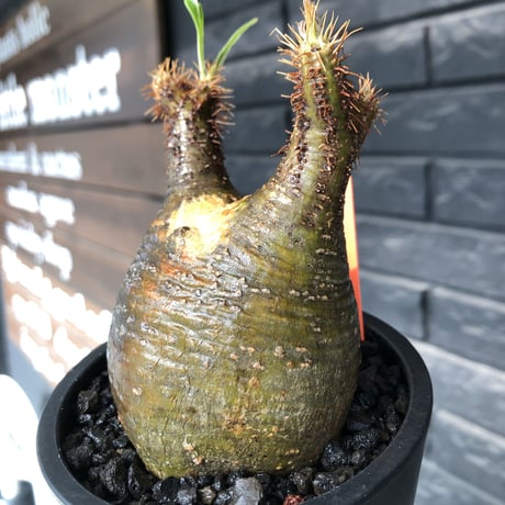 packypodium  gracilius《小さめM size》希少二頭枝※現地球発根済株※店主国内管理2年株※かわいすぎる二頭枝‼︎成長楽しみなサイズ感＆ぼってり株※mad black pot植え
