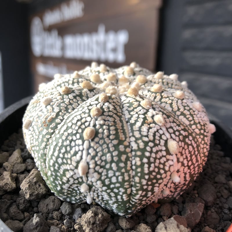astrophytum asterias var.ミラクル兜《L size》大きめ且つ極白肌が