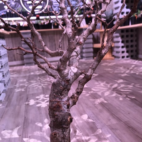 commiphora   monstrosa《 L  L size》未発根株