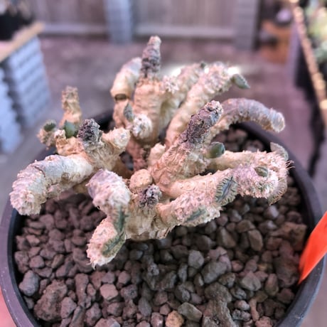 euphorbia suzannae marnierae《M size》激希少‼︎※オフホワイト肌の美しすぎる奇跡のロゼット株‼︎※mad black bowl pot植え
