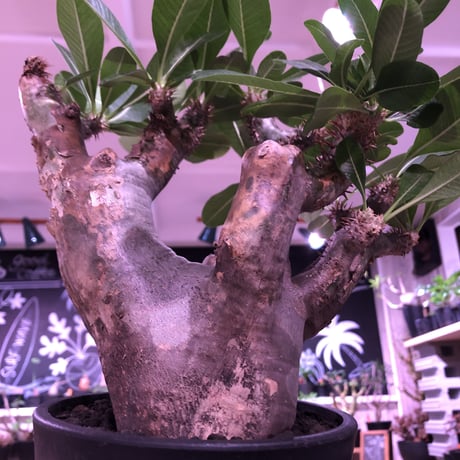 packypodium   enigmaticum《L size》※発根済み株‼︎ ※mad  black  pot植え ※エニグマらしい 肌‼︎質感‼︎  silver &gold肌