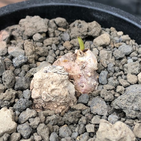 eriospermum cooperi《L size》驚愕‼︎冬型激希少年代物※現地球発根後店主国内管理8年株※年代物&立体塊根＆極美しい大きな葉も魅力な一株※mad black pot植え