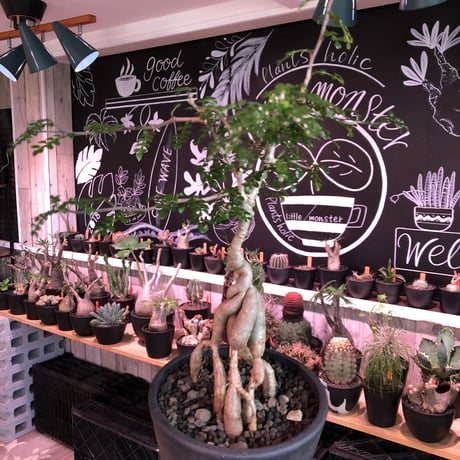 opercullicarya   decaryi  littmon  seed🌱  《4年株》※成長早く例年変化を感じながら育てられる上、幹幅も太く育った良株※mad  black  pot植え
