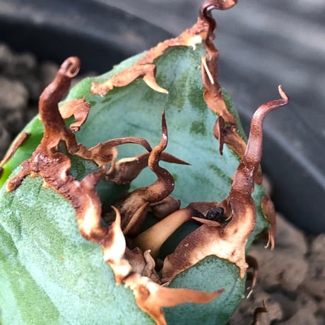 agave titanota  白鯨陽炎type《S size》※現地球株発根済 ⑤※唸り良き鋸歯に幅広肉厚タイプ※black pot植え