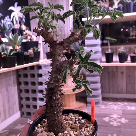 《jatropha  fissispina》希少株‼︎