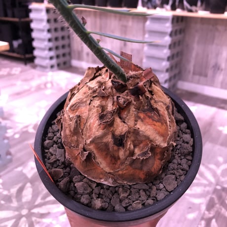 encephalartos   horridus《L size》希少※国内管理2年株‼︎超球体美株‼︎※mad black bowl pot植え