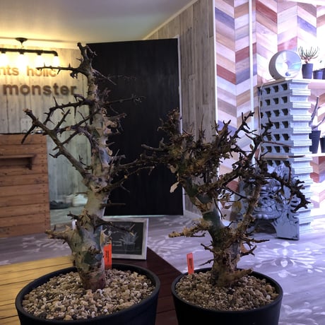 コミフォラアフリカーナ | STORES