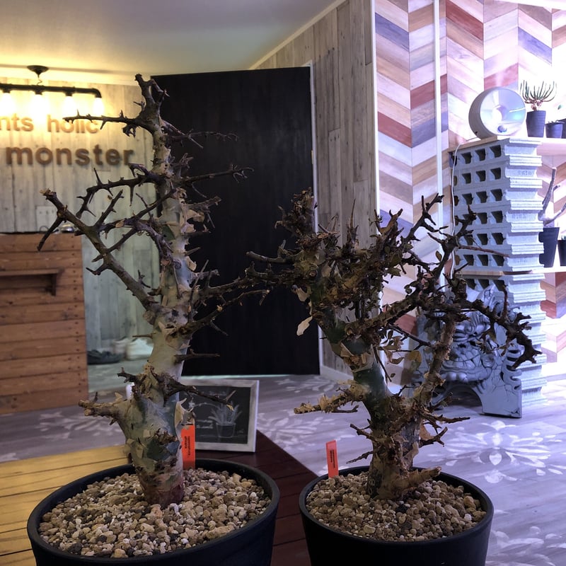 commiphora africana《L size》 | plants holic