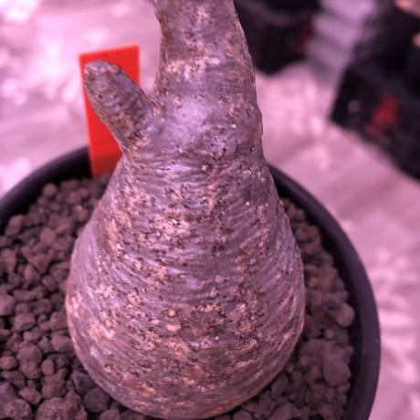 packypodium  gracilius《大きめS size》※現地球発根済※可愛すぎるぼってり樹形がたまらない短枝グラキ‼︎※mad black bowl pot植え