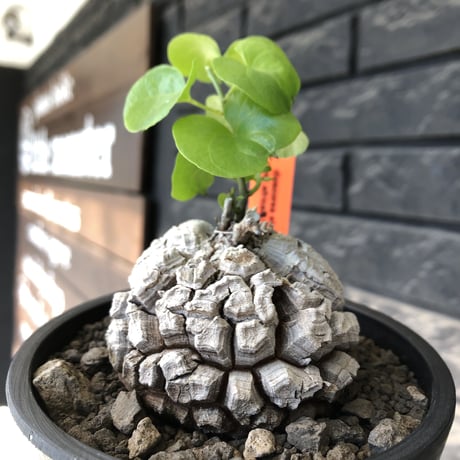 dioscorea elephantipes アフリカ亀甲竜《M size》※現地球発根後店主国内管理5年株※美しすぎる特化した白肌に彫深き立体樹形が堪らない※mad black pot植え