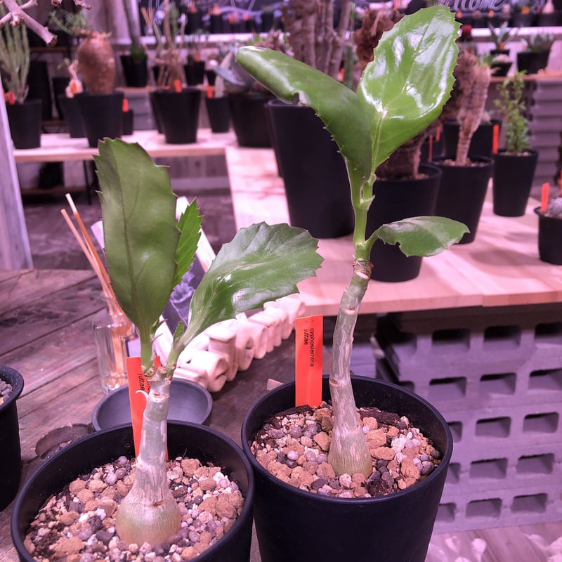 cyphostemma juttae《M size》 | plants holic