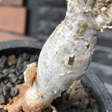sesamothamnus rivae《小さめM size》※現地球株発根済※小振り現地球株は逆に珍しく白く美しくも味深き表皮のメクれが堪らなく枝振りも良き一株※black pot植え