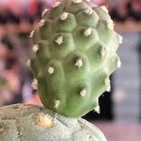 tephrocactus geometricus 《M size》※現地球株カキ仔発根済※②丸々とかわいく綺麗な玉型維持のカキ仔※black bowl pot植え