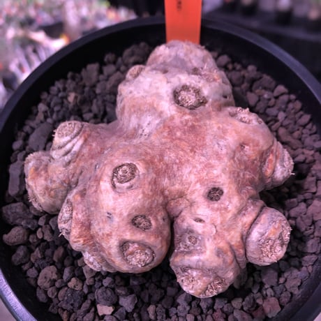 packypodium  brevicaule恵比寿笑い《M size》※現地球発根済株※店主国内管理4年株※個体差として珍しく赤肌をもつ恵比寿笑い※mad black pot植え